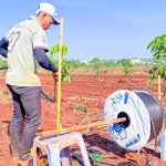 Phân bón hòa tan qua hệ thống tưới nhỏ giọt