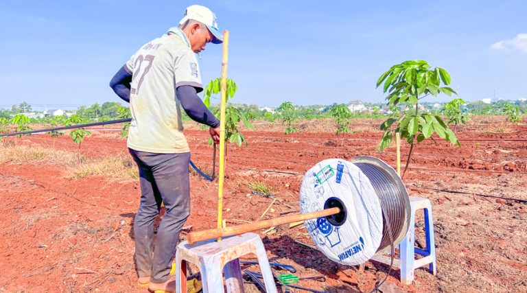 Phân bón hòa tan qua hệ thống tưới nhỏ giọt