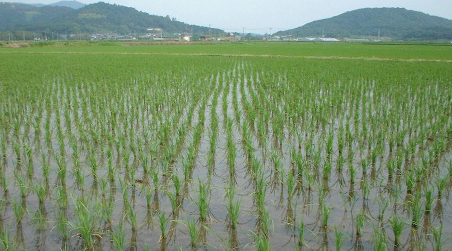 Ruộng lúa canh tác truyền thống trong điều kiện ngập nước