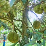 Giải pháp tưới công nghệ cao cho sầu riêng
