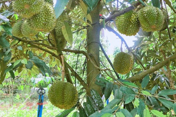 Giải pháp tưới công nghệ cao cho sầu riêng