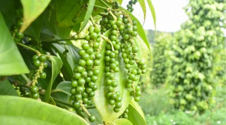 Tưới nhỏ giọt cho cây tiêu theo công nghệ tưới của Netafim