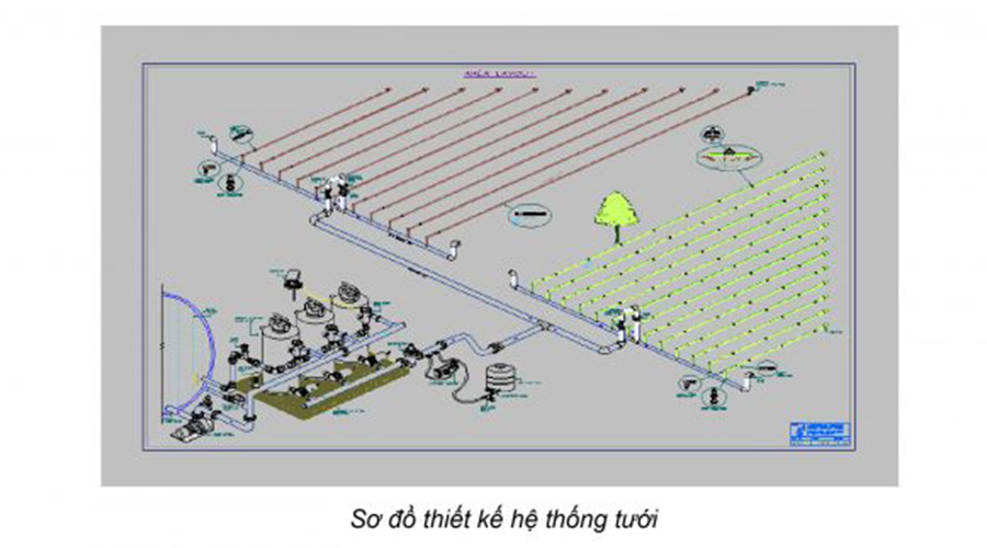 Phương pháp tưới bưởi bằng hệ thống tự động