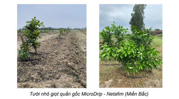 Hệ thống nhỏ giọt cho bưởi Netafim