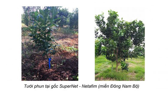 Tưới phun mưa tại gốc bưởi