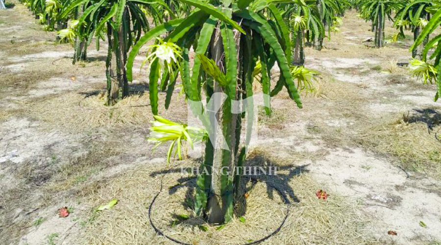 Hệ thống tưới nhỏ giọt MicroDrip cho cây thanh long giai đoạn kinh doanh