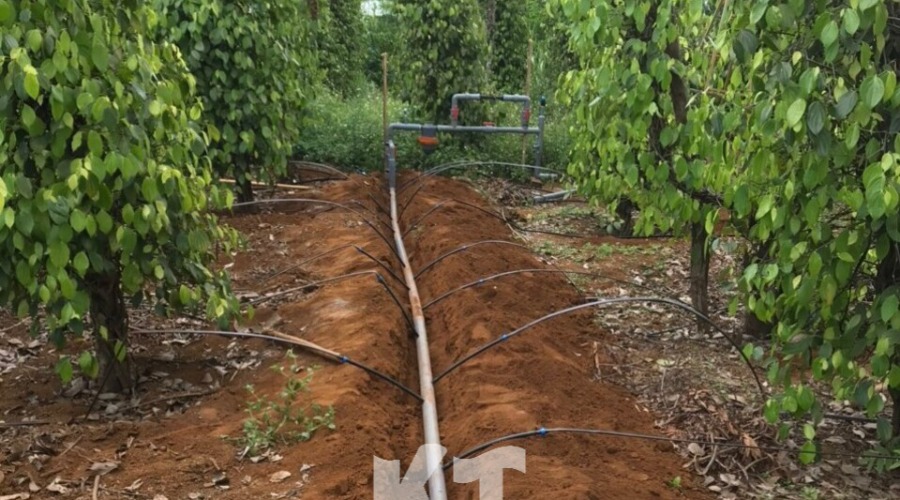 Hệ Thống Tưới Nhỏ Giọt Cho Cây Tiêu – Đắk Nông