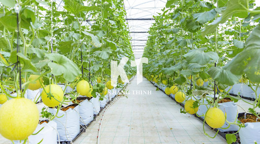 Mô hình tưới nhỏ giọt bù áp PCJ Dripper Netafim cho dưa lưới