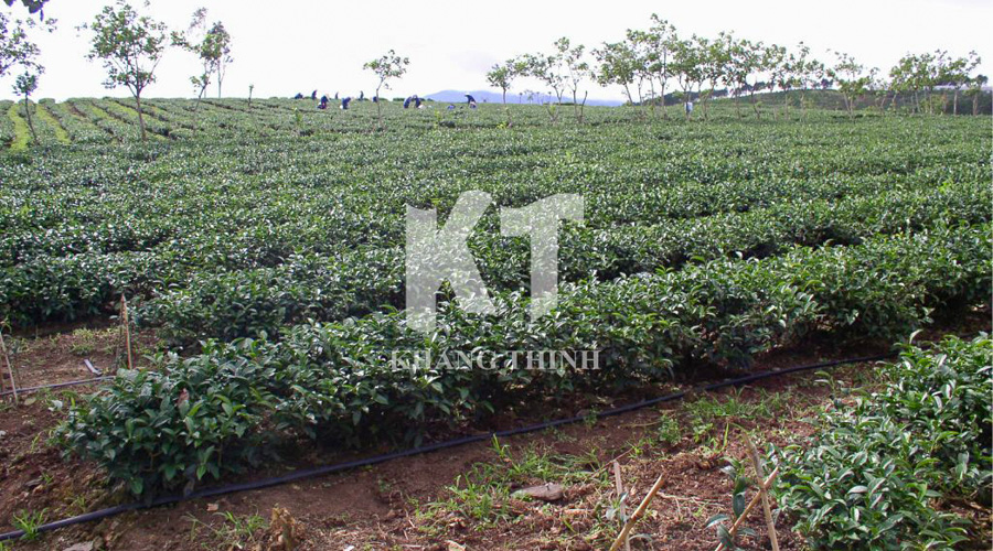 Hệ thống tưới nhỏ giọt cây chè bằng dây Netafim