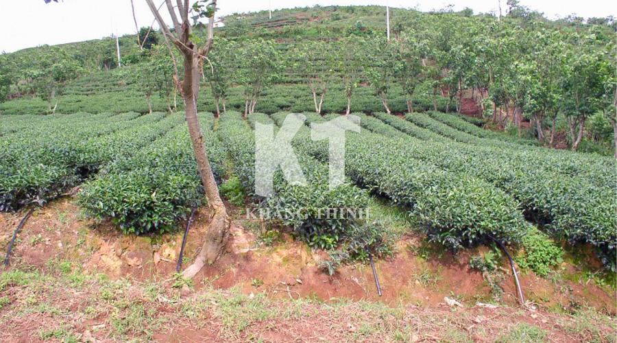 Tưới nhỏ giọt Netafim cho cây chè 