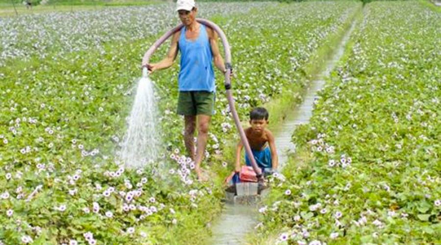 Tưới nước thủ công cho ruộng khoai lang