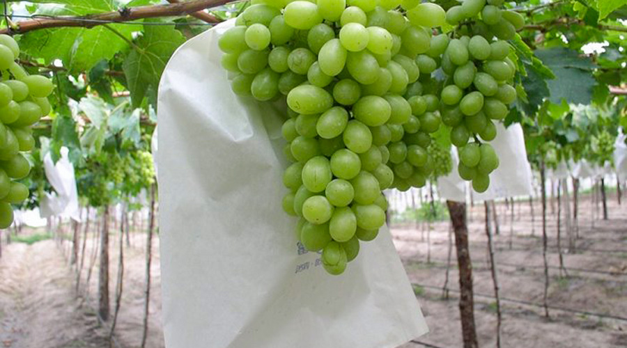 Vườn nho sử dụng hệ thống tưới nhỏ giọt