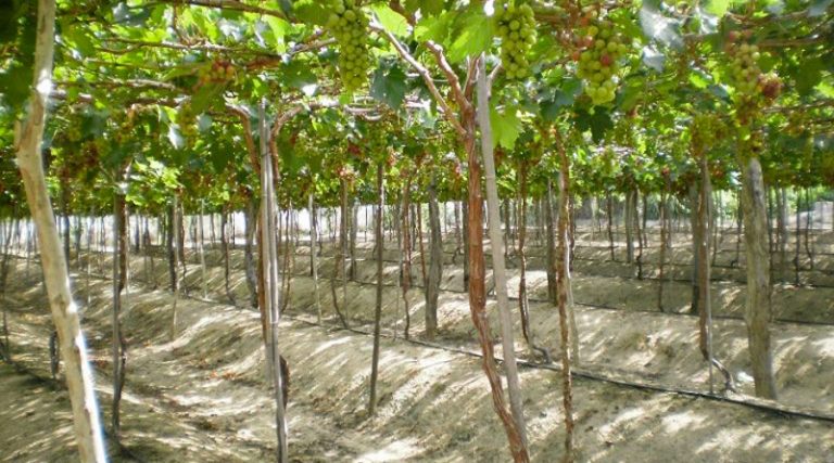 Chi phí tưới nhỏ giọt nho – Lắp đặt bao nhiêu tiền?