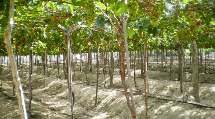 Thiết bị lắp đặt hệ thống tưới nhỏ giọt nho