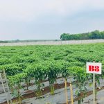 Giảm chi phí sản xuất, tăng hiệu quả đầu tư và sử dụng bằng bộ tự động điều khiển tưới và bón phân N