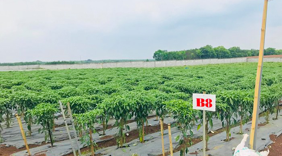 Giảm chi phí sản xuất, tăng hiệu quả đầu tư và sử dụng bằng bộ tự động điều khiển tưới và bón phân N