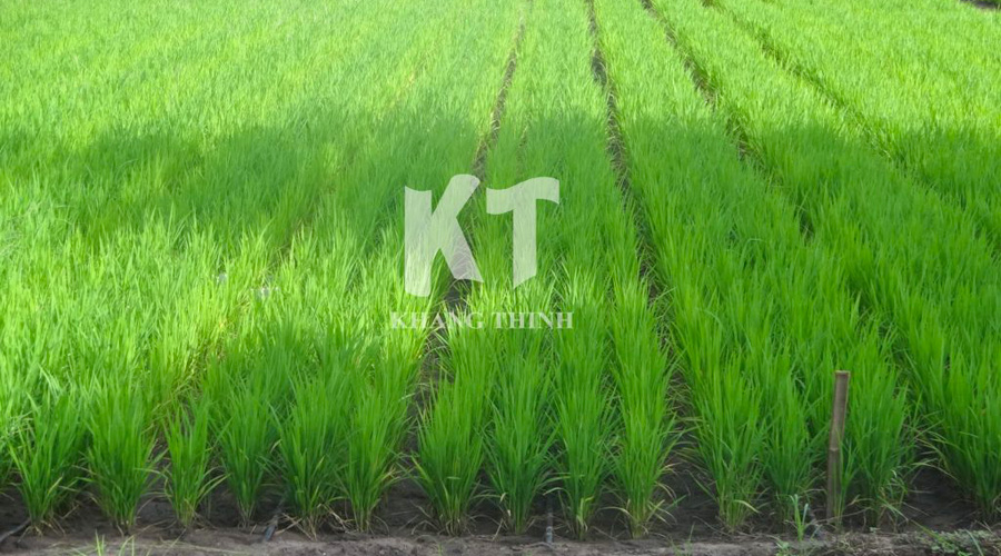Tưới nhỏ giọt lúa bằng hệ thống Netafim giai đoạn làm đòng