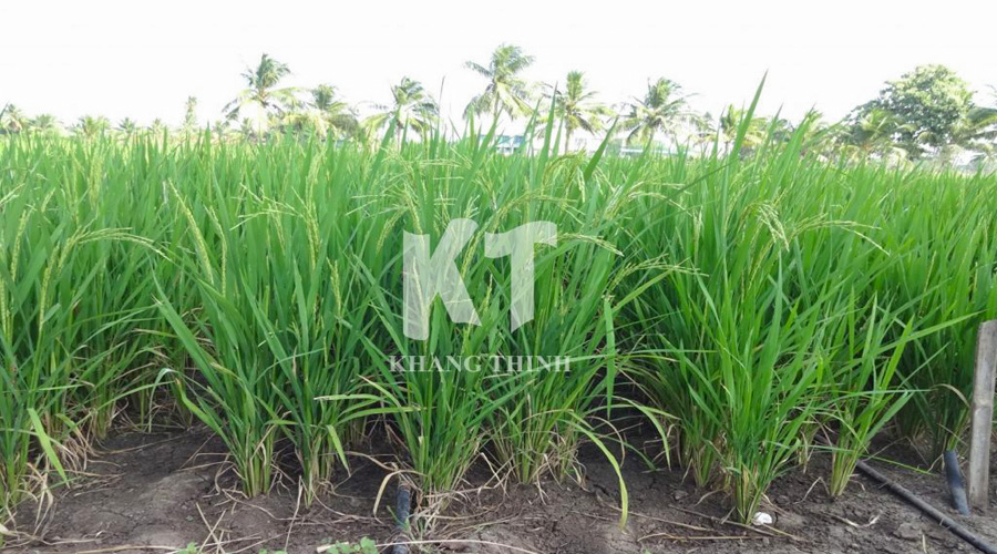 Ruộng lúa giai đoạn trổ sử dụng dây nhỏ giọt Netafim