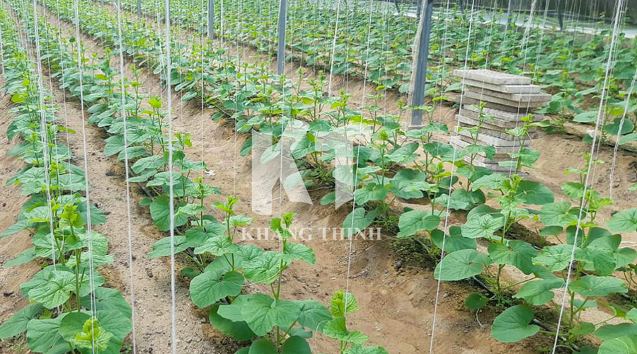 Dây tưới nhỏ giọt bù áp DripNet PC Netafim trải dọc luống dưa lưới.