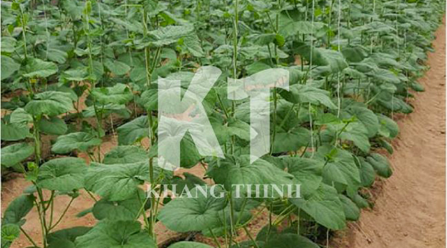 Hệ thống tưới nhỏ giọt cho cây dưa lưới trồng trên đất bằng dây Streamline Netafim.