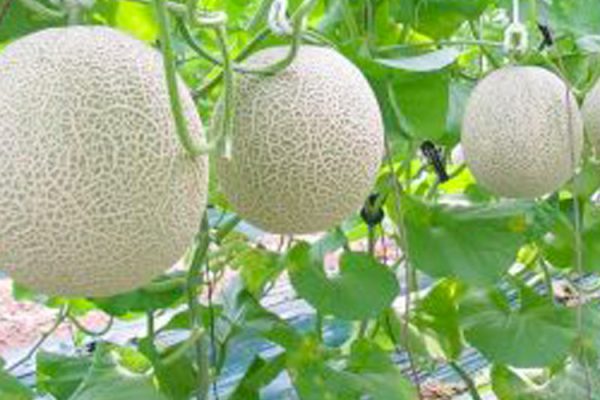 Tư vấn hệ thống tưới nhỏ giọt cho cây dưa lưới_Phần 3 (Trồng đất)
