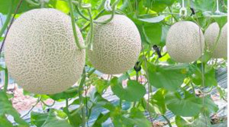 Tư vấn hệ thống tưới nhỏ giọt cho cây dưa lưới_Phần 3 (Trồng đất)