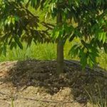 Giải pháp tưới nhỏ giọt cho cây sầu riêng