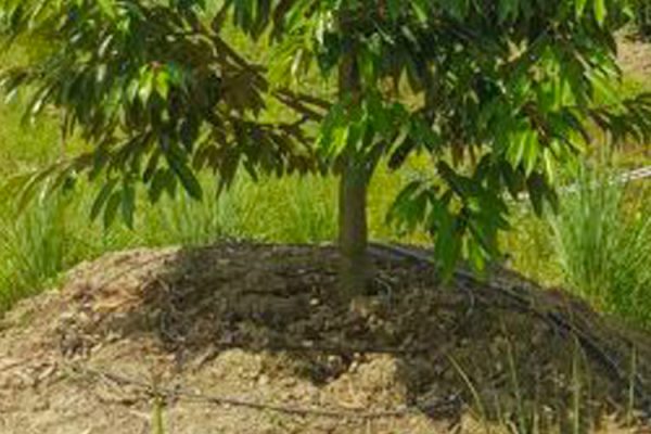 Giải pháp tưới nhỏ giọt cho cây sầu riêng