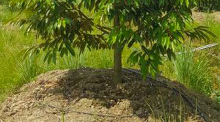 Giải pháp tưới nhỏ giọt cho cây sầu riêng