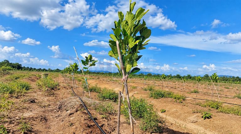 Kỹ thuật tưới cây mít – Giải pháp tưới công nghệ cao Israel