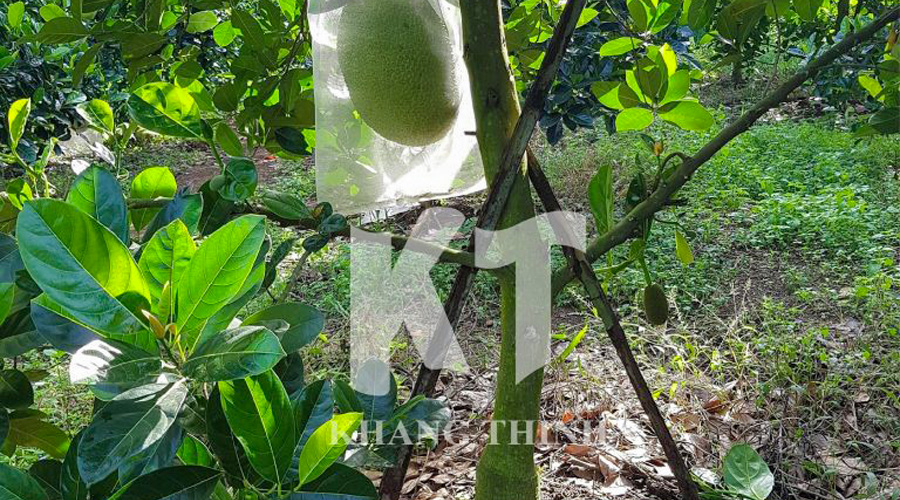 Chi tiết lắp đặt dây nhỏ giọt MicroDrip tại gốc mít
