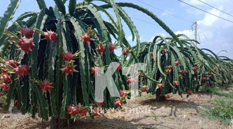 Giải Pháp Tưới Nhỏ Giọt Cho Cây Thanh Long