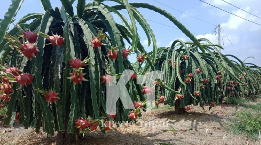 Tưới nhỏ giọt quấn gốc cây thanh long giai đoạn nuôi trái