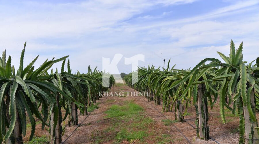 Tưới nhỏ giọt theo hàng cây thanh long giai đoạn kiến thiến cơ bản