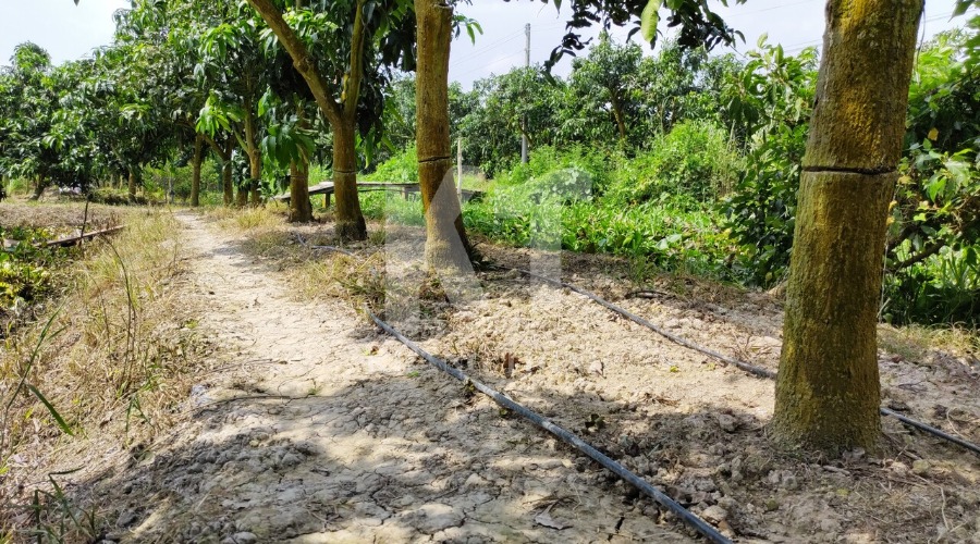 Trồng Xoài 3 Màu tưới nhỏ giọt tại An Giang