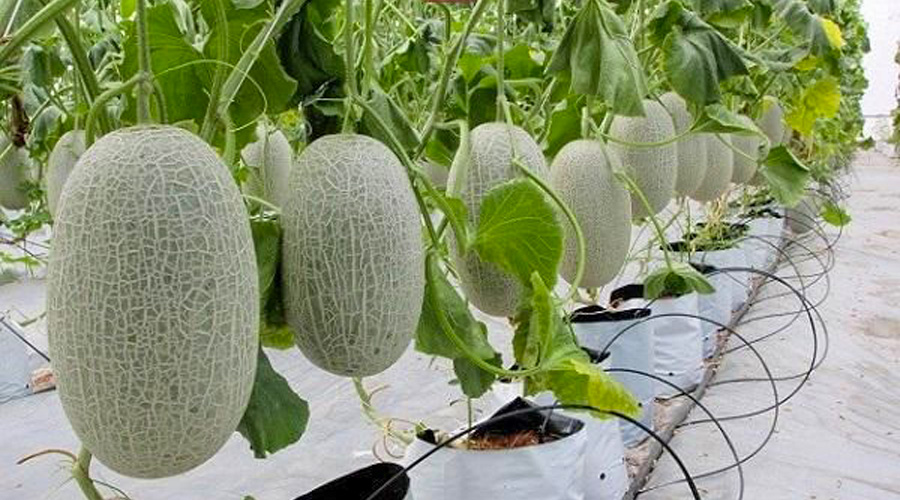 Hệ thống tưới nhỏ giọt dưa lưới trồng giá thể bằng Capinet Netafim