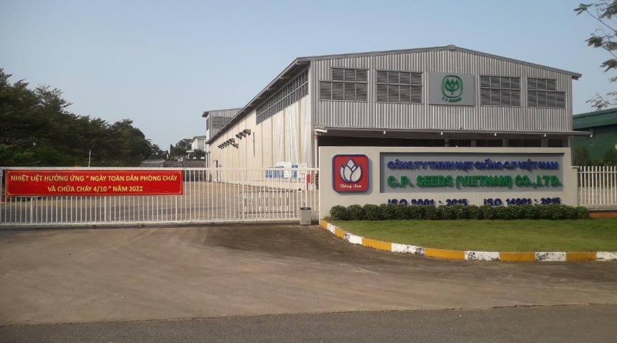 Hệ Thống Tưới Cho Cây Bắp Trong Nhà Màng Và Ngoài Trời – C.P Seed